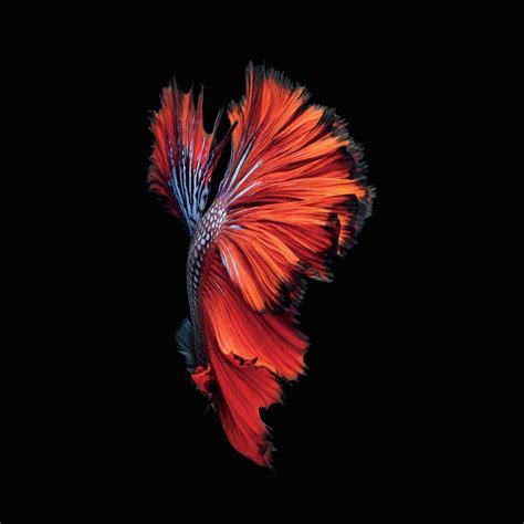 Awesome 8K Ultra HD AMOLED Wallpapers.